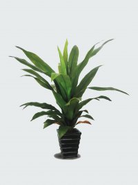 JF100113 DRACAENA FRAGANS H115CM
