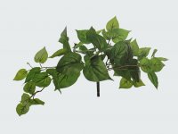 JF100137 DIEFLENBACHIA