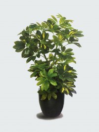 JF100156 SCHEFFLERA ARBORICOLA H65CM