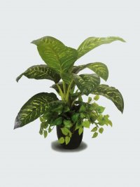 JF100166 DIEFFENBACHIA AMONEMA H75CM