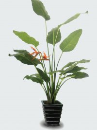 JF100171 PARADISE BIRD H155CM