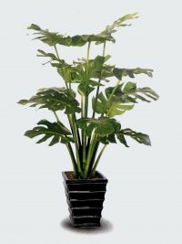 JF100173 MONSTERAADANSONI H120CM