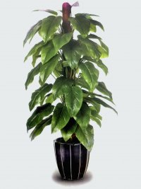 JF100185 AUREUM H155CM