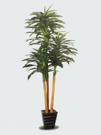 JF100202 DRACAENA FRAGANS H170CM