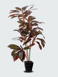 JF100216 CORDYLINE FRUTICOSA H140CM