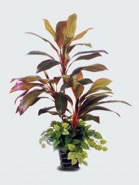 JF100221 CORDYLINE FRUTICOSA H110CM