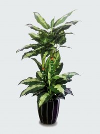 JF100230 PATTAYA BEAUTY H100CM