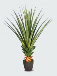 JF12010547 DRACENA DRACO H130CM