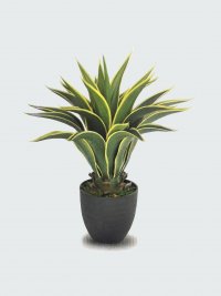 JF12010548 AGAVE ATTENUATA H60CM