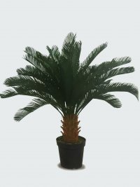 JF12010563 CYCAS H110CM
