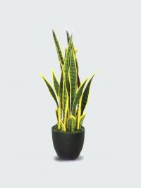 JF12010653 SANSEWIERIA TRIFASCIATA H70CM