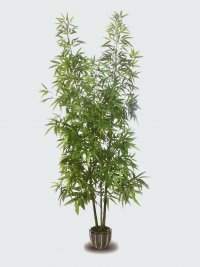 JF11010001 BAMBOO H200CM